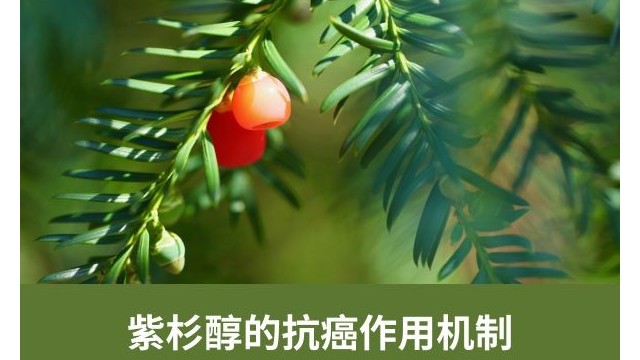 紫杉醇的抗癌作用机制 紫杉醇的抗癌作用机制