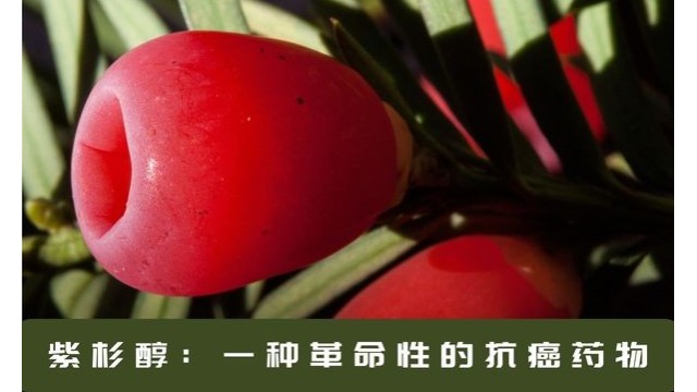 紫杉醇:一种革命性的抗癌药物 紫杉醇:一种革命性的抗癌药物