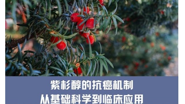 紫杉醇的来源 生物合成、自然提取与人工合成 紫杉醇的来源 生物合成、自然提取与人工合成