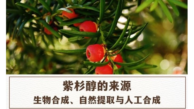 紫杉醇的来源:生物合成、自然提取与人工合成 紫杉醇的来源:生物合成、自然提取与人工合成