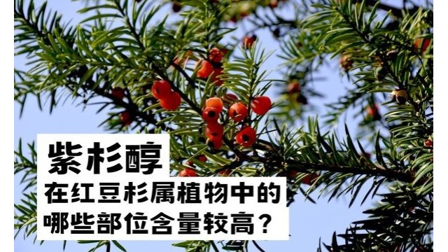 紫杉醇在红豆杉属植物中的哪些部位含量较高? 紫杉醇在红豆杉属植物中的哪些部位含量较高?
