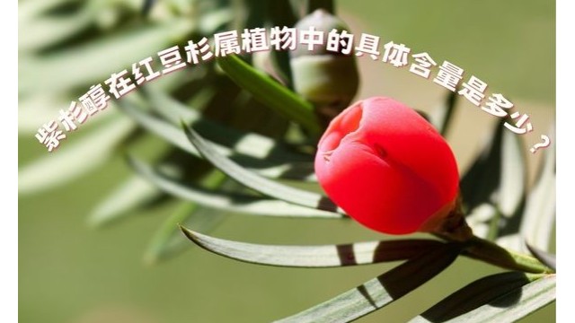 紫杉醇在红豆杉属植物中的具体含量是多少? 紫杉醇在红豆杉属植物中的具体含量是多少?