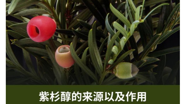 紫杉醇的来源以及作用 紫杉醇的来源以及作用