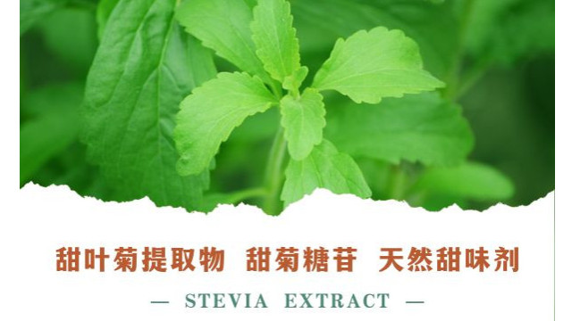 甜叶菊 甜叶菊