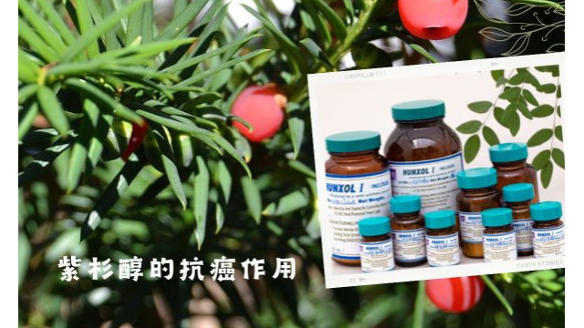 紫杉醇的抗癌作用 紫杉醇的抗癌作用