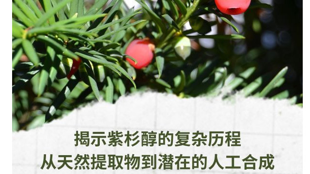 揭示紫杉醇的复杂历程 揭示紫杉醇的复杂历程