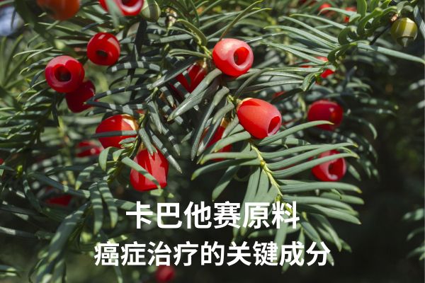卡巴他赛原料:癌症治疗的关键成分 卡巴他赛原料:癌症治疗的关键成分