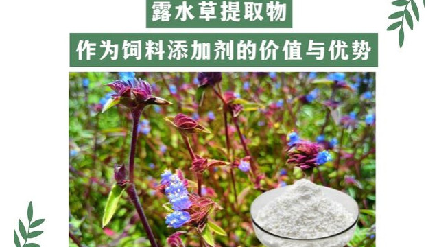 露水草提取物作为饲料添加剂的价值与优势 露水草提取物作为饲料添加剂的价值与优势