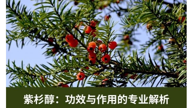 紫杉醇:功效与作用的专业解析 紫杉醇:功效与作用的专业解析