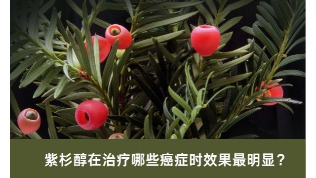 紫杉醇在治疗哪些癌症时效果最明显? 紫杉醇在治疗哪些癌症时效果最明显?