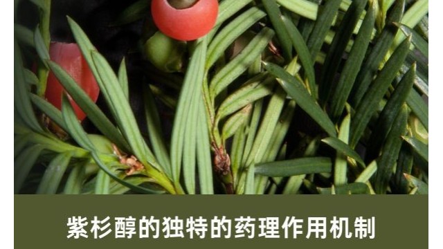 紫杉醇的独特的药理作用机制 紫杉醇的独特的药理作用机制