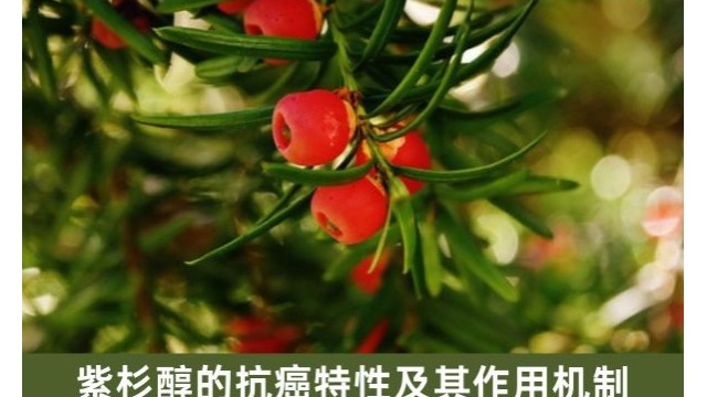 紫杉醇的抗癌特性及其作用机制 紫杉醇的抗癌特性及其作用机制