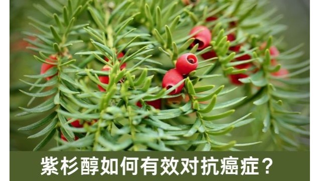 紫杉醇如何有效对抗癌症? 紫杉醇如何有效对抗癌症?