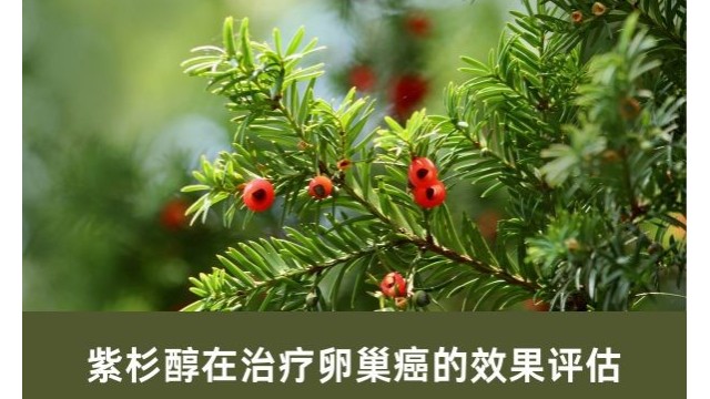 紫杉醇在治疗卵巢癌的效果评估 紫杉醇在治疗卵巢癌的效果评估