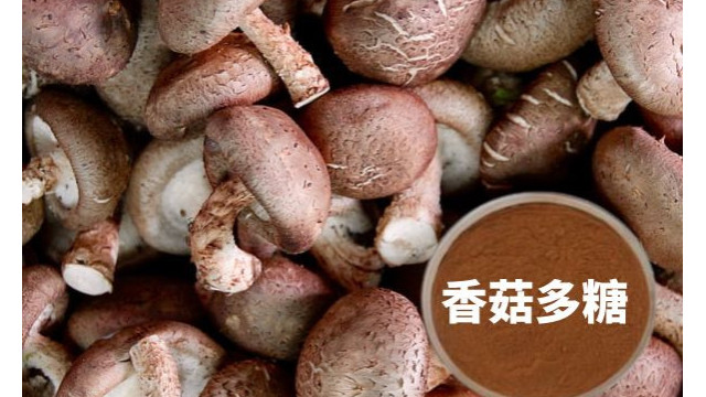 香菇多糖 香菇多糖