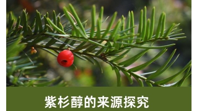 紫杉醇的来源探究 紫杉醇的来源探究
