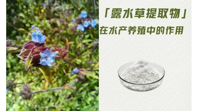 露水草提取物 露水草提取物
