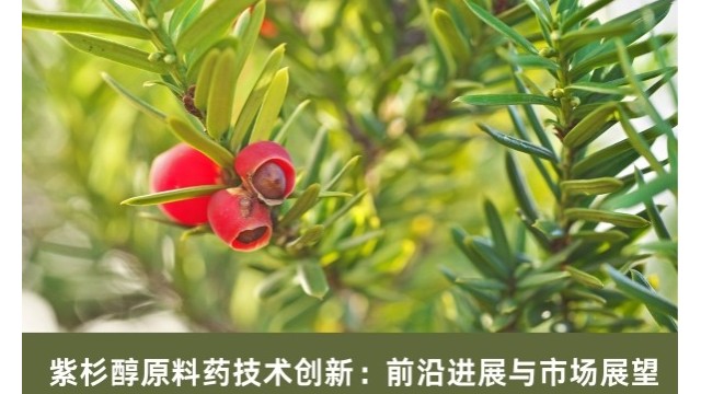 紫杉醇原料药技术创新:前沿进展与市场展望 紫杉醇原料药技术创新:前沿进展与市场展望