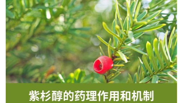 紫杉醇的药理作用和机制 紫杉醇的药理作用和机制