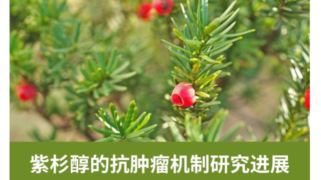紫杉醇的抗肿瘤机制研究进展 紫杉醇的抗肿瘤机制研究进展