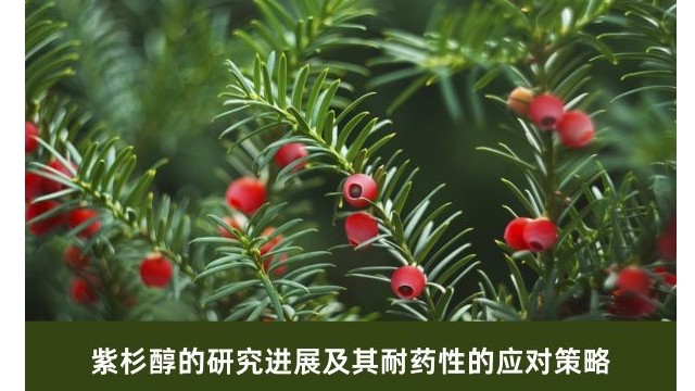 紫杉醇的研究进展及其耐药性的应对策略 紫杉醇的研究进展及其耐药性的应对策略