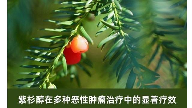 紫杉醇在多种恶性肿瘤治疗中的显着疗效