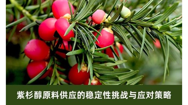 紫杉醇原料供应的稳定性挑战与应对策略 紫杉醇原料供应的稳定性挑战与应对策略