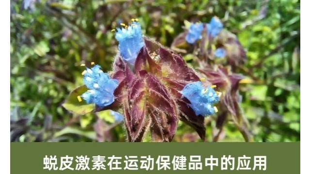 露水草提取物蜕皮激素在运动保健品中的应用