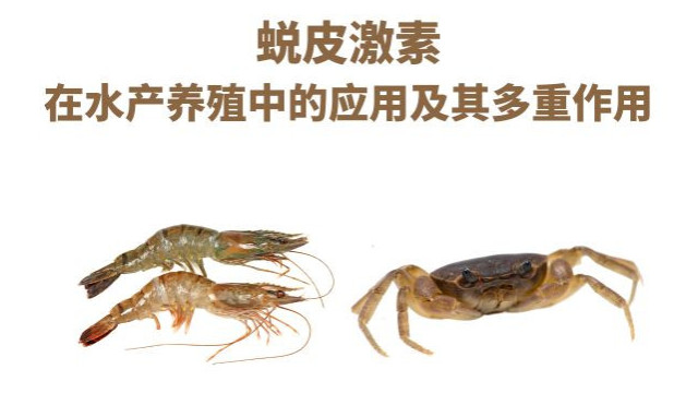 蜕皮激素在水产养殖中的应用及其多重作用 蜕皮激素在水产养殖中的应用及其多重作用