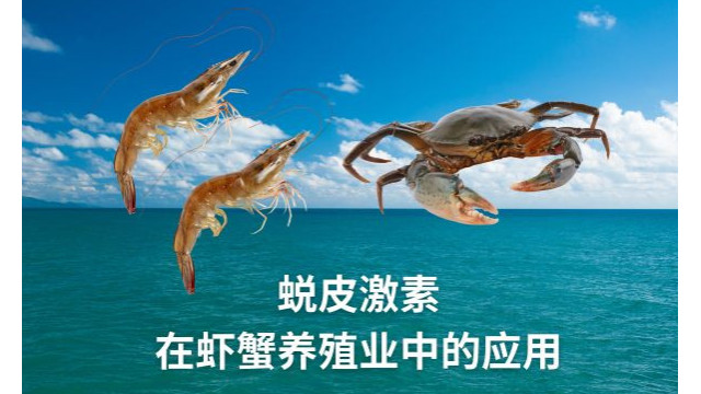 蜕皮激素在虾蟹养殖业中的应用 蜕皮激素在虾蟹养殖业中的应用