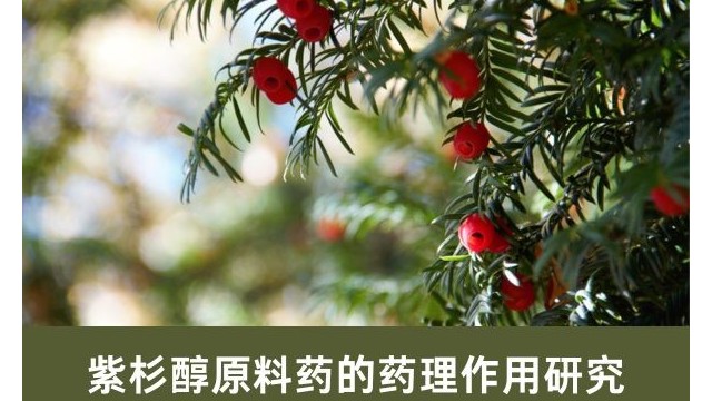 紫杉醇原料药的药理作用研究 紫杉醇原料药的药理作用研究