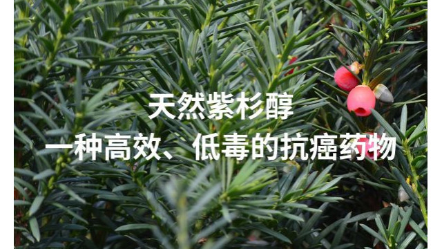 天然紫杉醇:一种高效、低毒的抗癌药物 天然紫杉醇:一种高效、低毒的抗癌药物