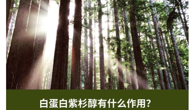 白蛋白紫杉醇有什么作用? 白蛋白紫杉醇有什么作用?