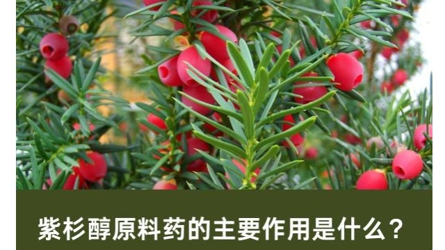 紫杉醇原料药的主要作用是什么? 紫杉醇原料药的主要作用是什么?