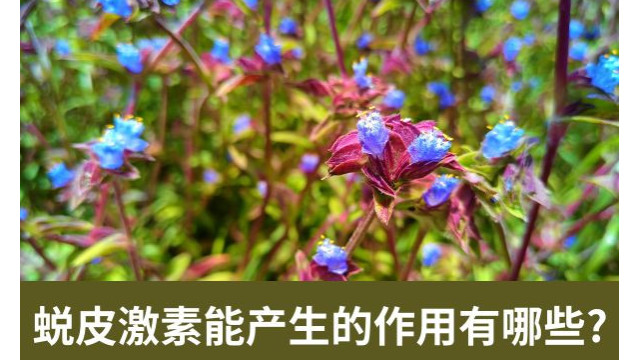 蜕皮激素能产生的作用有哪些? 蜕皮激素能产生的作用有哪些?