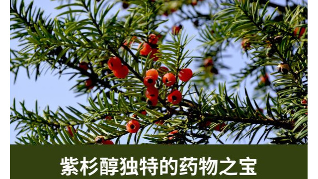 紫杉醇独特的药物之宝 紫杉醇独特的药物之宝