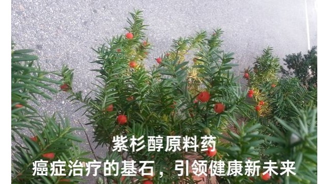 紫杉醇原料药:癌症治疗的基石,引领健康新未来 紫杉醇原料药:癌症治疗的基石,引领健康新未来