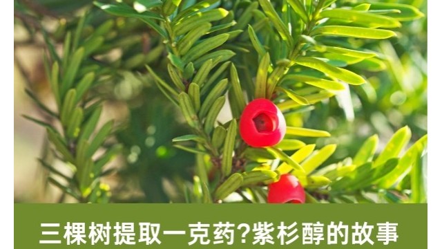 三棵树提取一克药?紫杉醇的故事 三棵树提取一克药?紫杉醇的故事