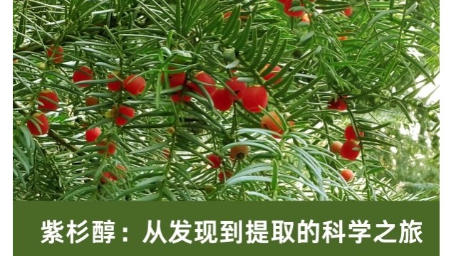 紫杉醇:从发现到提取的科学之旅 紫杉醇:从发现到提取的科学之旅