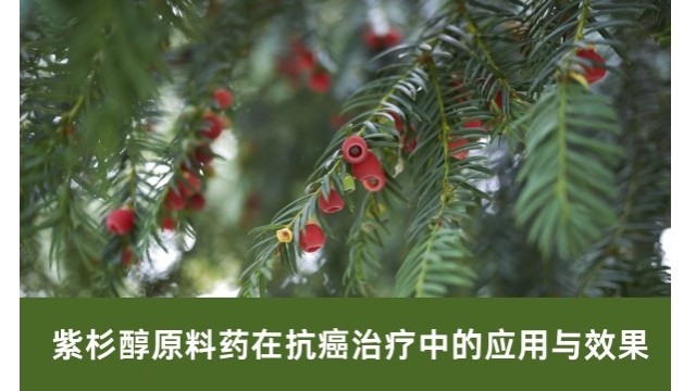 紫杉醇原料药在抗癌治疗中的应用与效果 紫杉醇原料药在抗癌治疗中的应用与效果