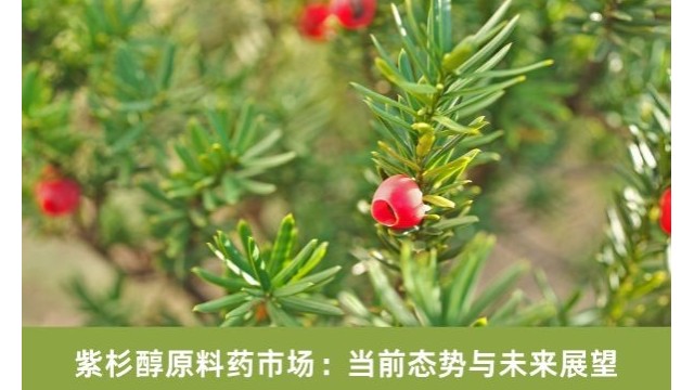 紫杉醇原料药市场:当前态势与未来展望 紫杉醇原料药市场:当前态势与未来展望