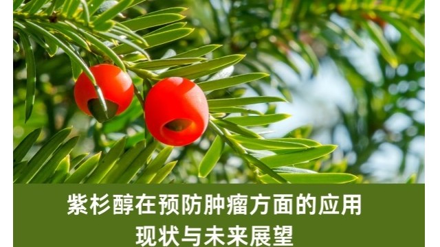 紫杉醇在预防肿瘤方面的应用:现状与未来展望 紫杉醇在预防肿瘤方面的应用:现状与未来展望