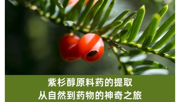 紫杉醇原料药的提取:从自然到药物的神奇之旅 紫杉醇原料药的提取:从自然到药物的神奇之旅