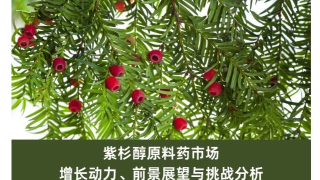 紫杉醇原料药市场:增长动力、前景展望与挑战分析 紫杉醇原料药市场:增长动力、前景展望与挑战分析