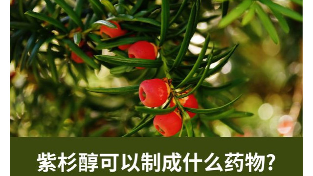 紫杉醇可以制成什么药物? 紫杉醇可以制成什么药物?