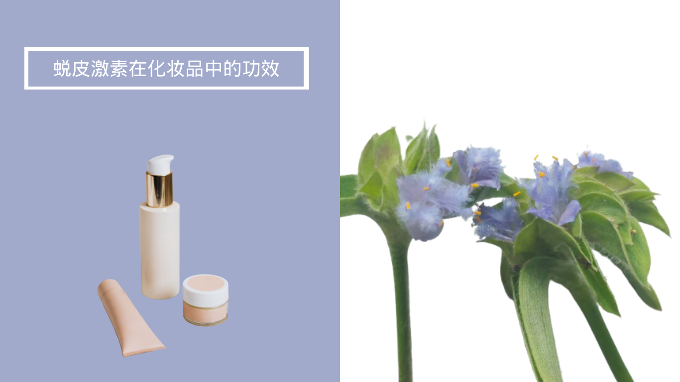 蜕皮激素在化妆品中的功效 蜕皮激素在化妆品中的功效