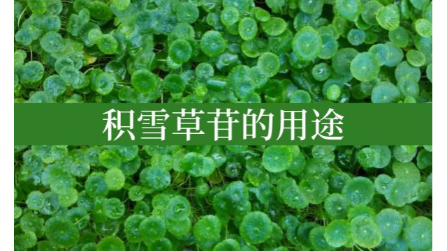 积雪草苷的用途 积雪草苷的用途
